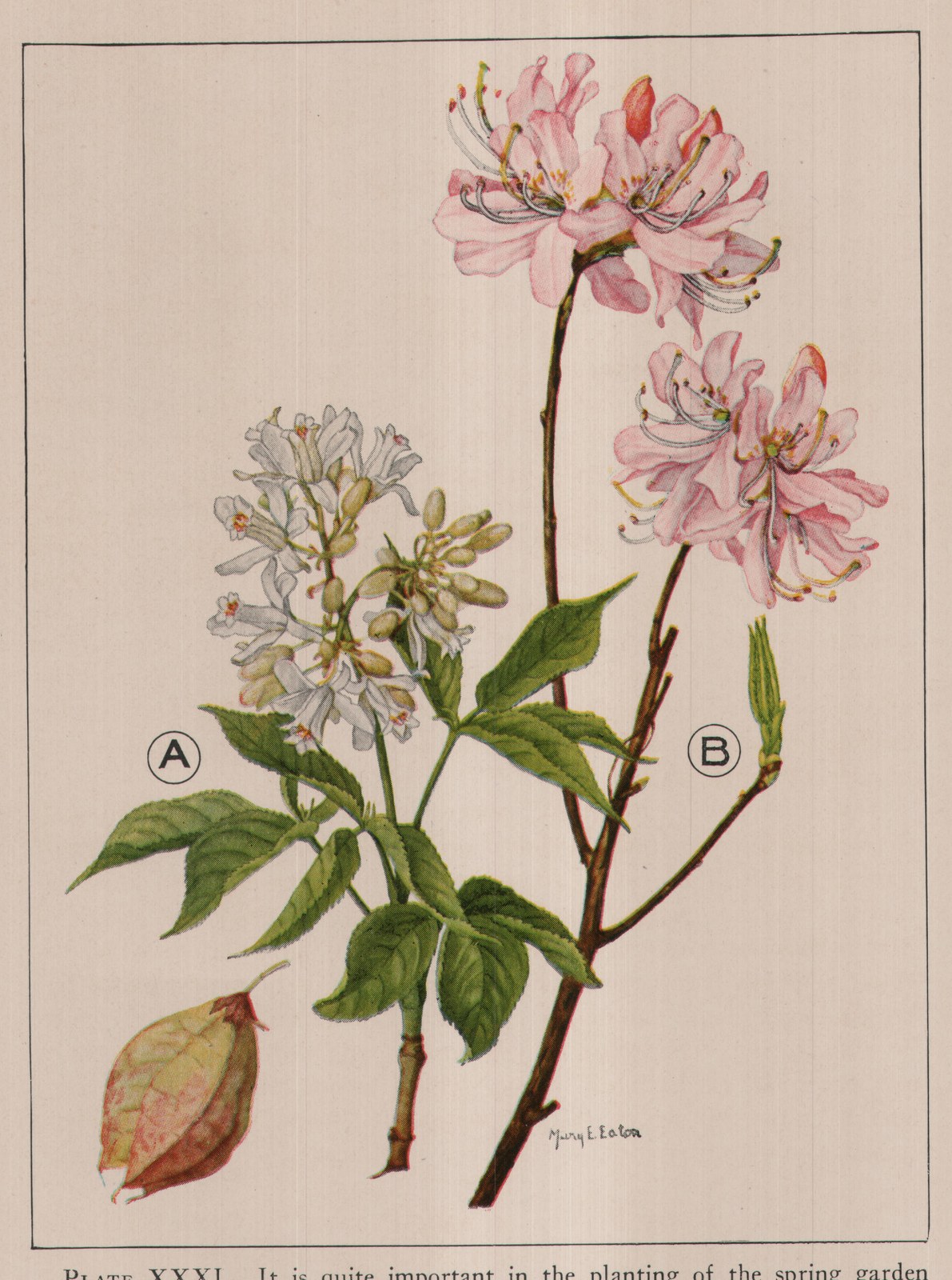 PLATE XXXI. It is quite important in the planting of the spring garden