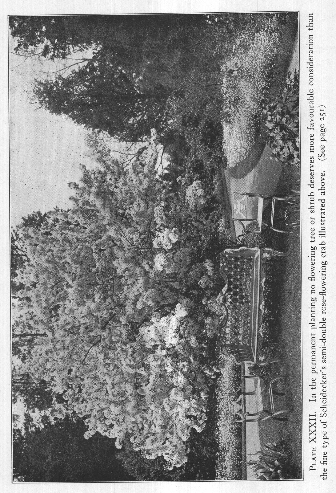 Perennials for Different Purposes: White — from The Complete Garden (1921)