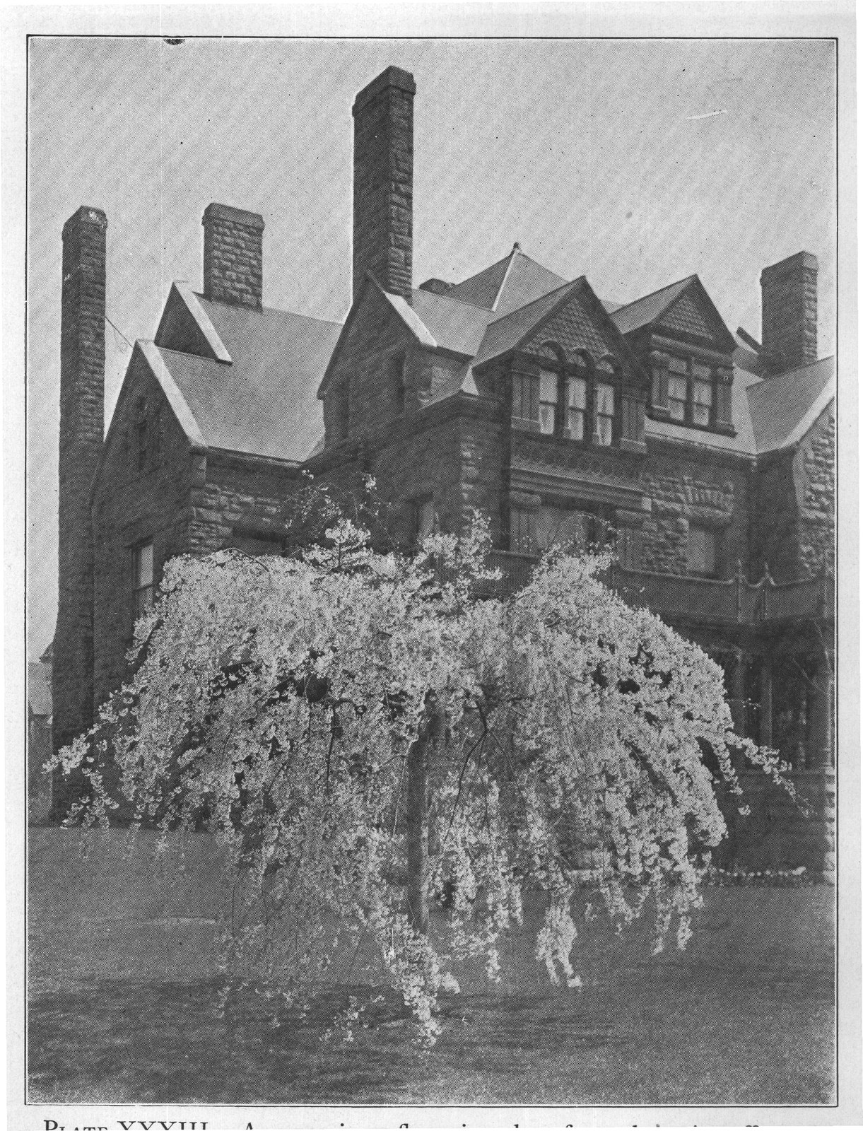 PLATE XXXIII. As a specimen flowering plant for early spring effect, the