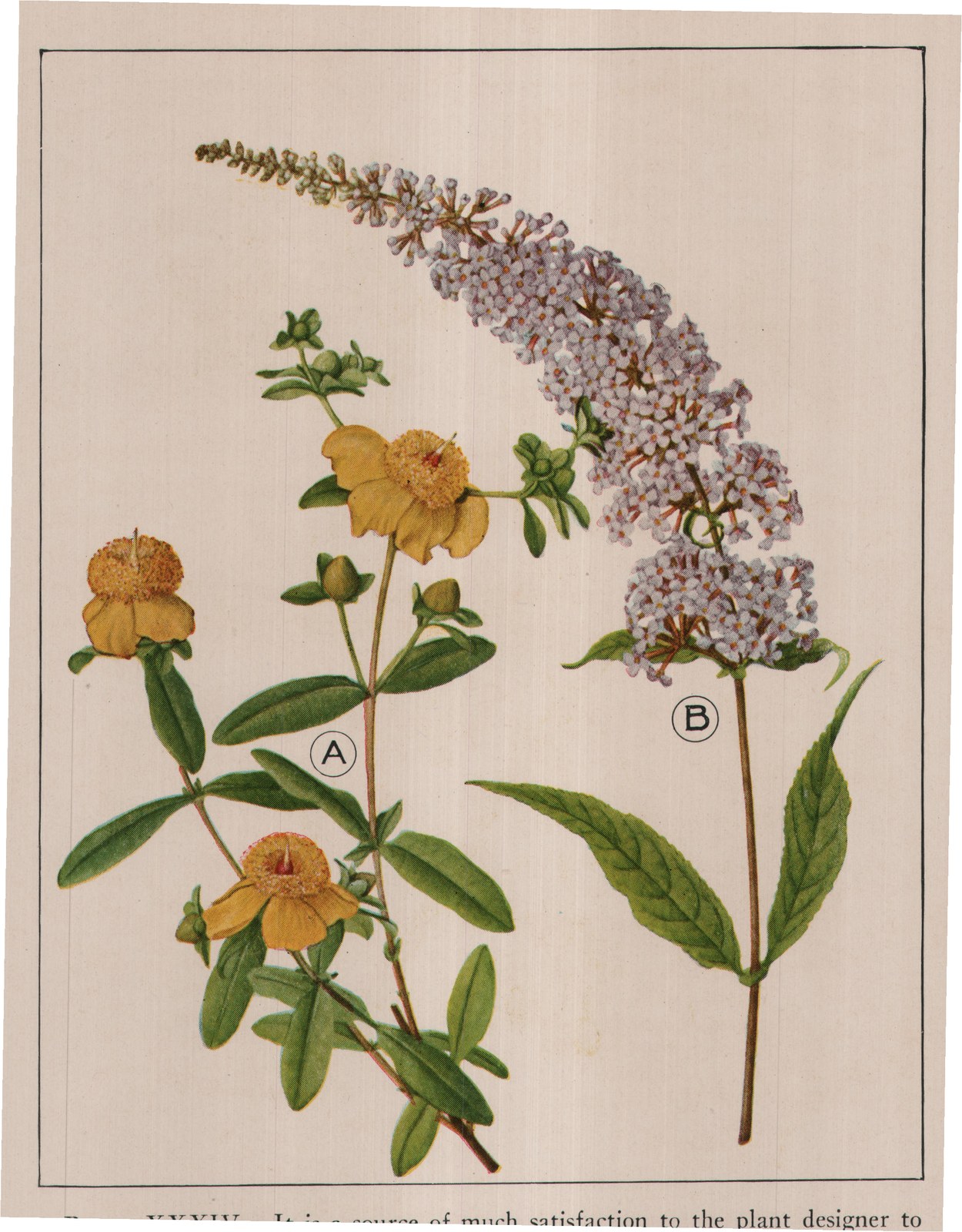 PLATE XXXIV. It is a source of much satisfaction to the plant designer to