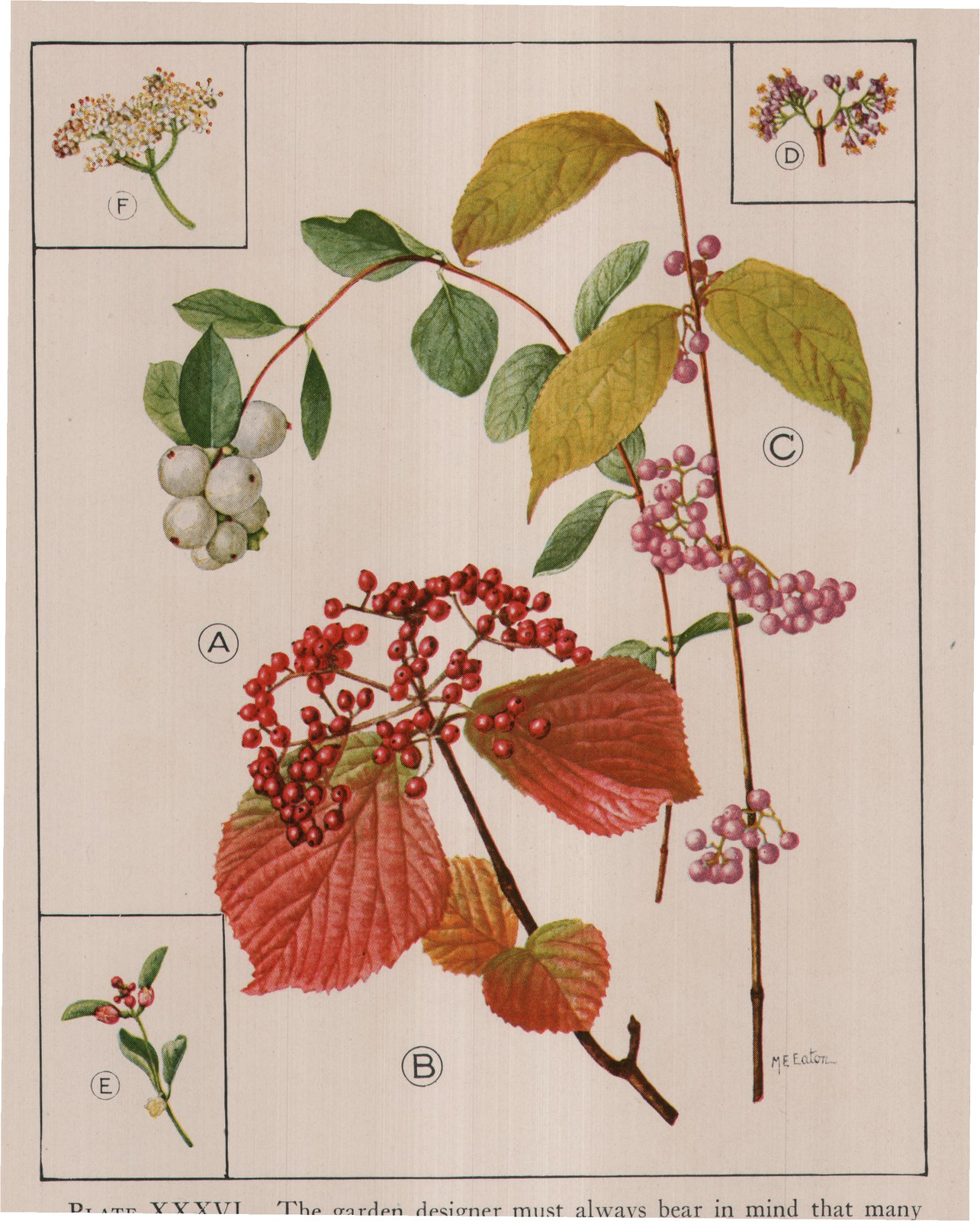 PLATE XXXVI. The garden designer must always bear in mind that many