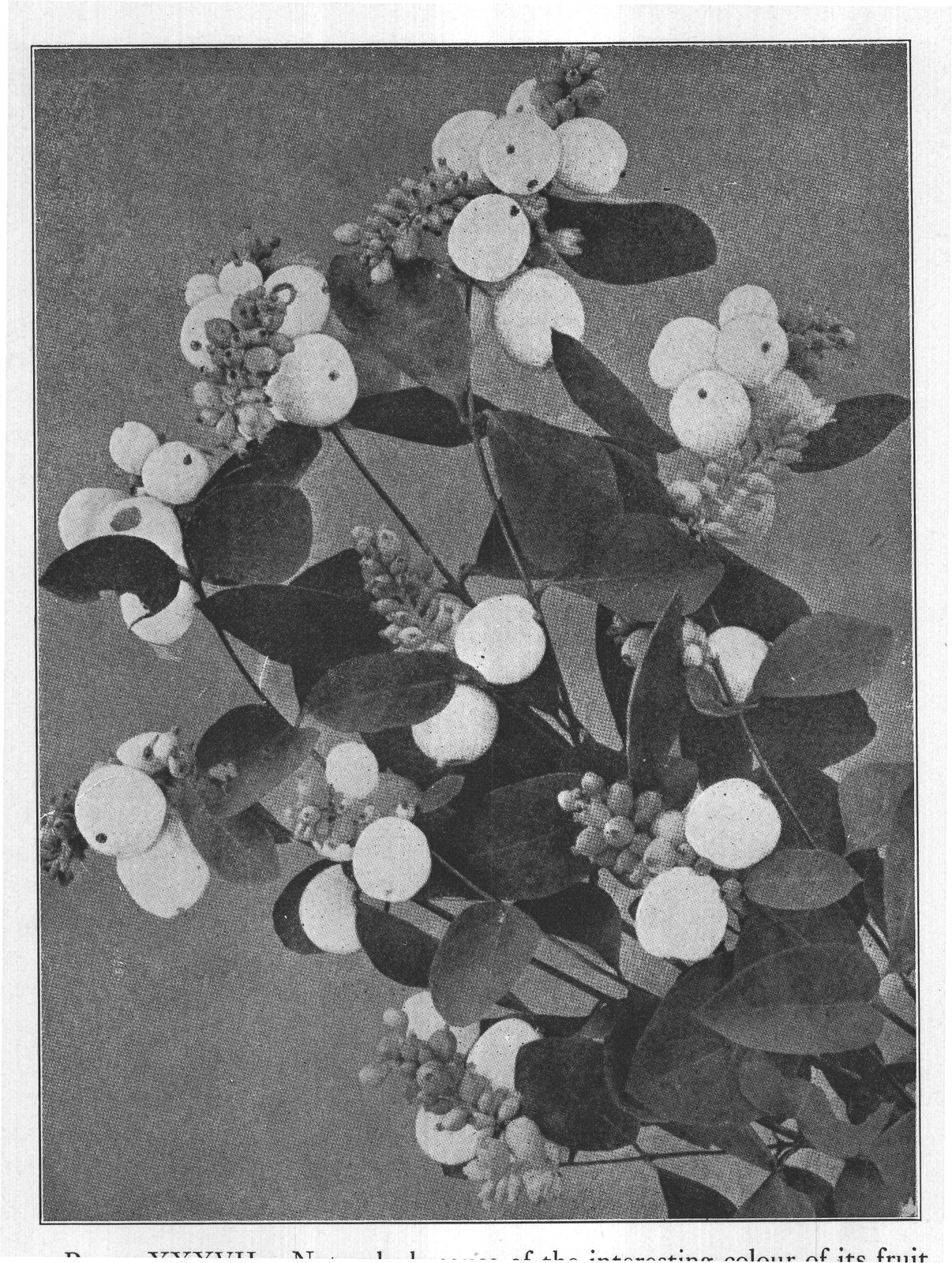 PLATE XXXVII. Not only because of the interesting colour of its fruit