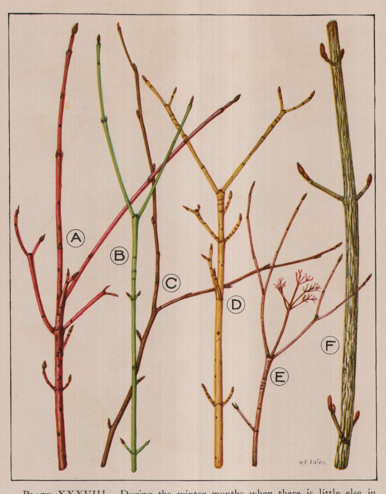 PLATE XXXVIII. During the winter months when there is little else in