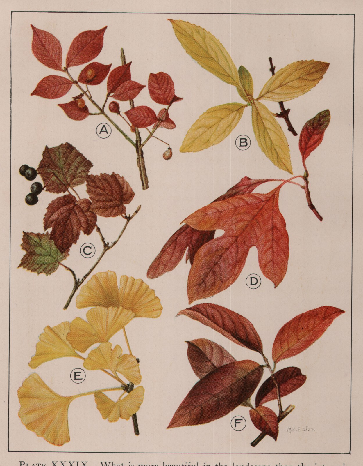 PLATE XXXIX. What is more beautiful in the landscape than the intensely