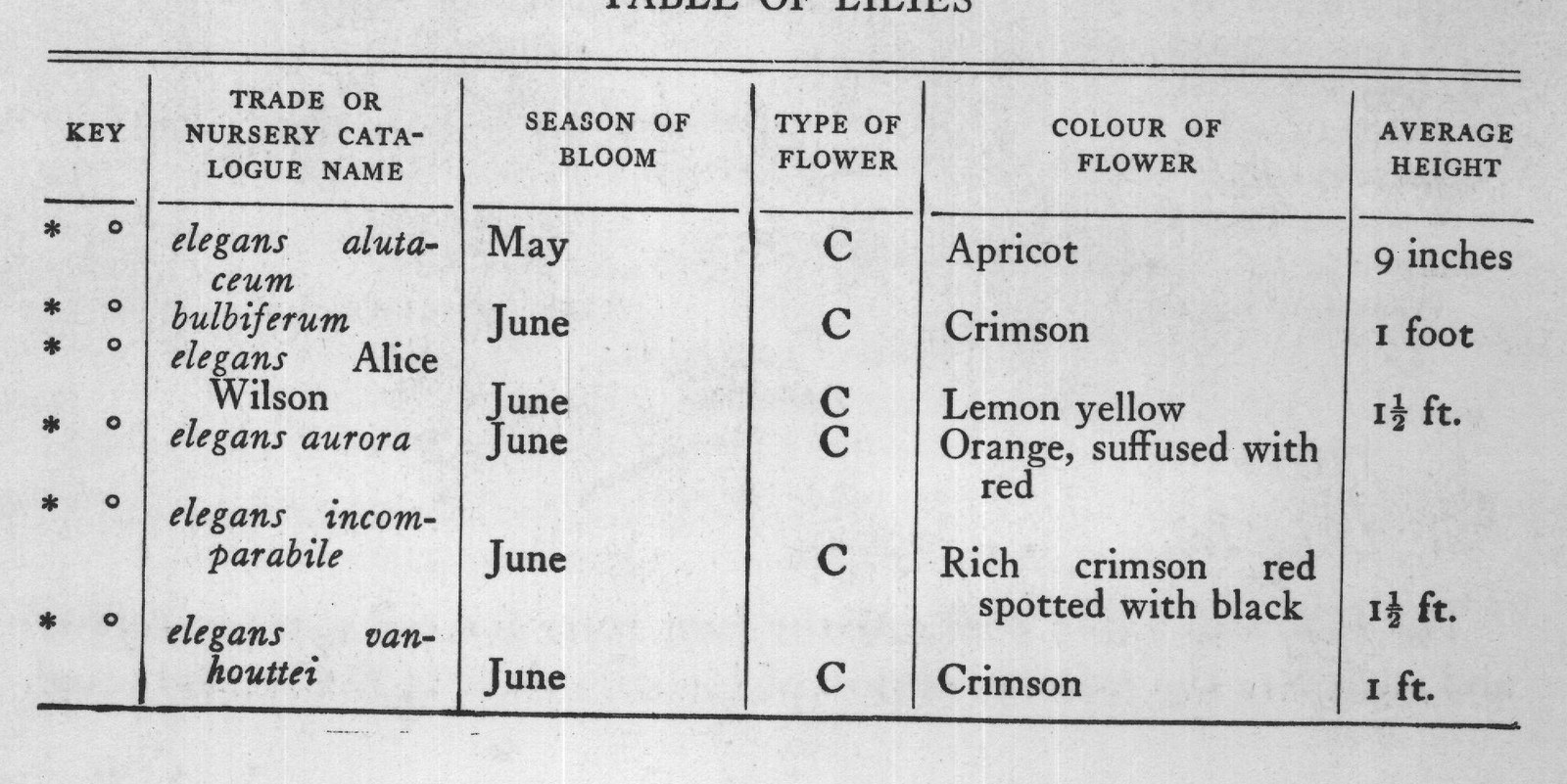 TABLE OF LILIES