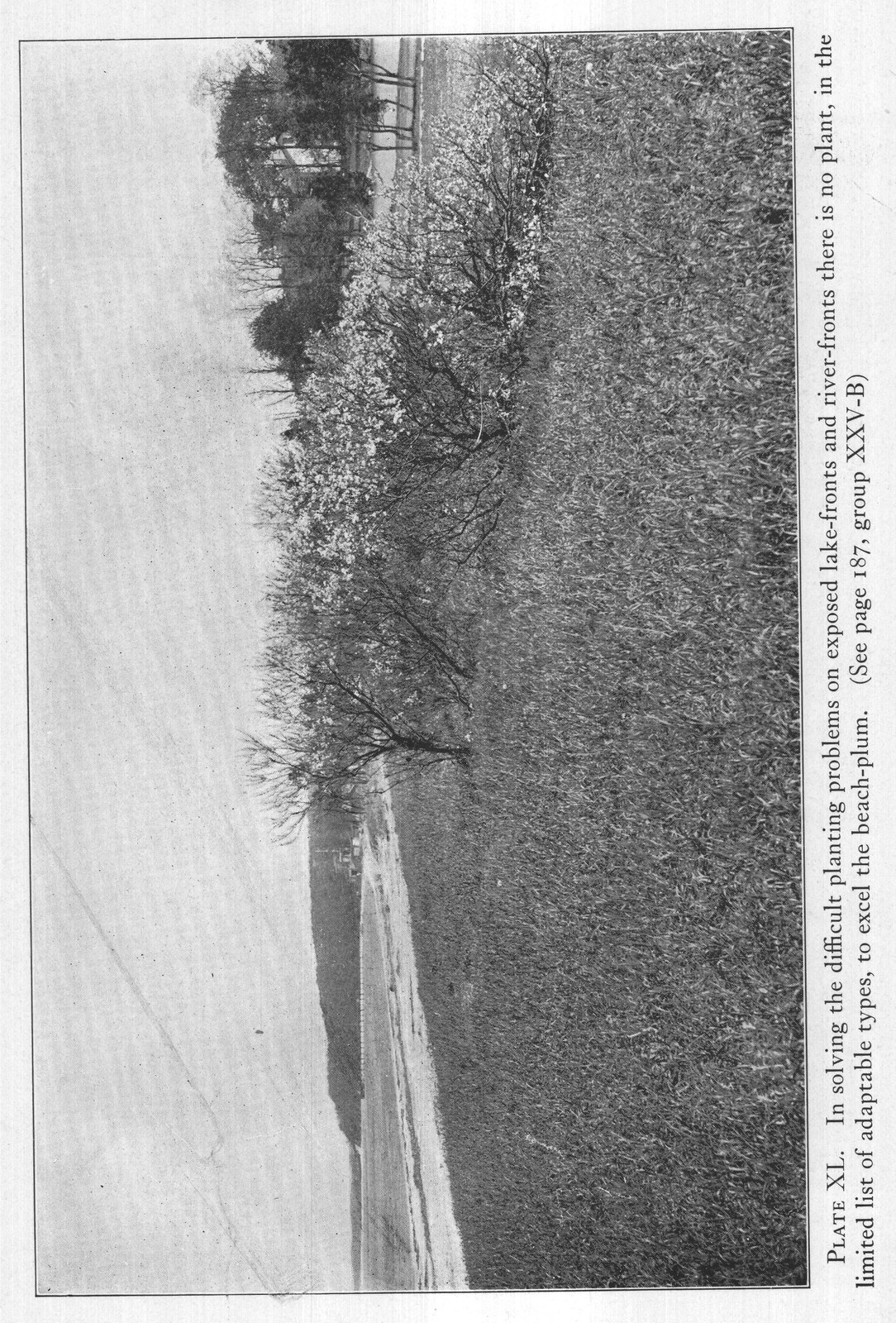 Colour Of — from The Complete Garden (1921)