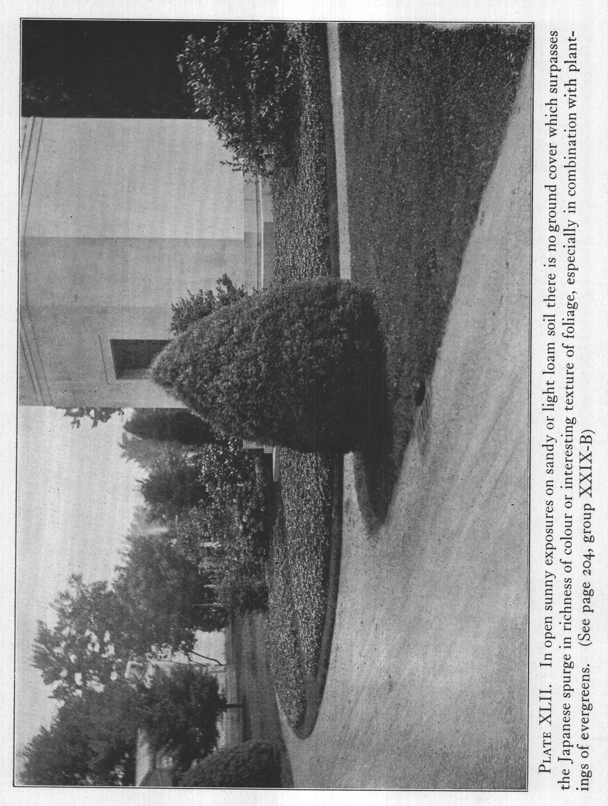 ings of evergreens. (See page 204, group XXIX-B)