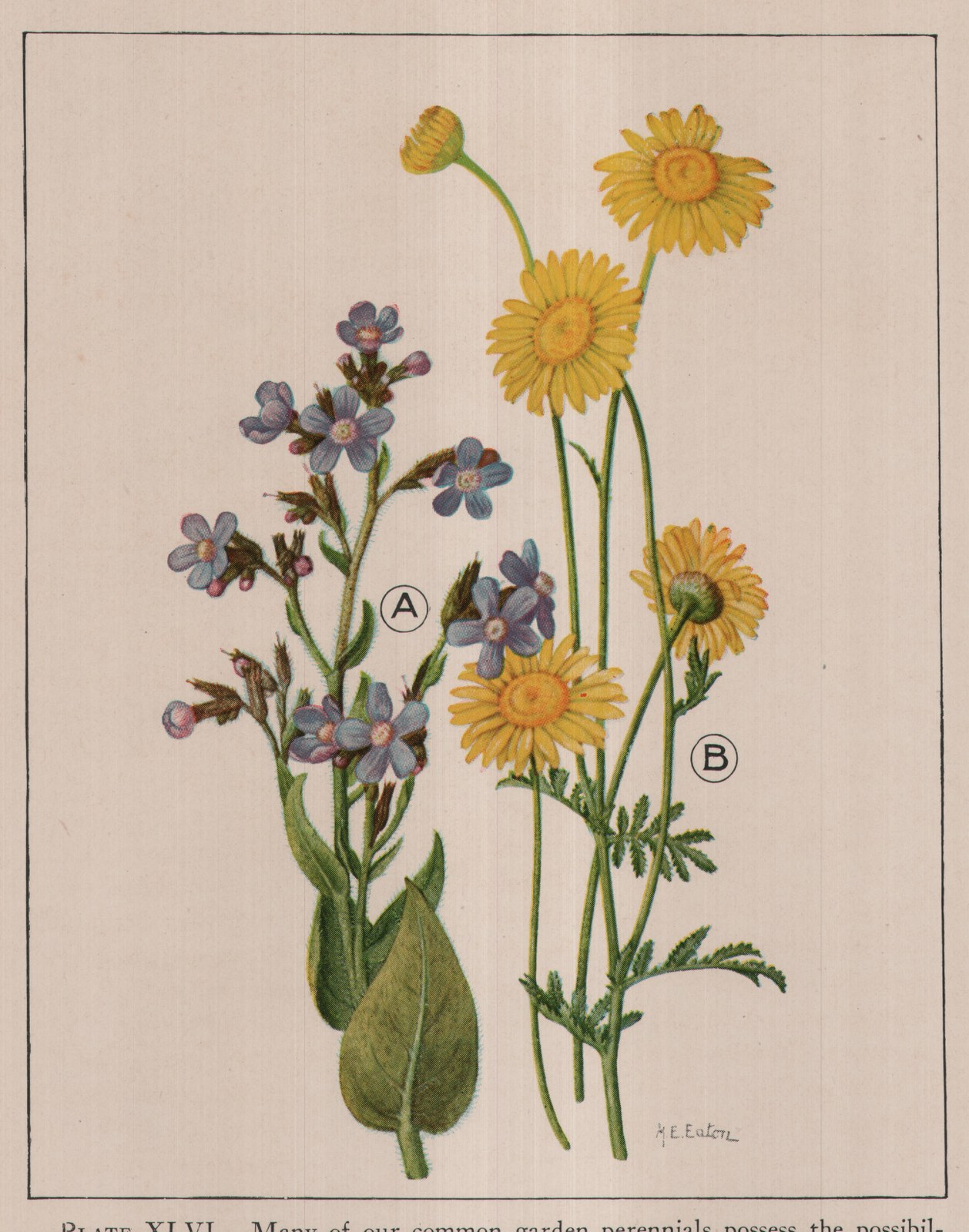 PLATE XLVI. Many of our common garden perennials possess the possibil-