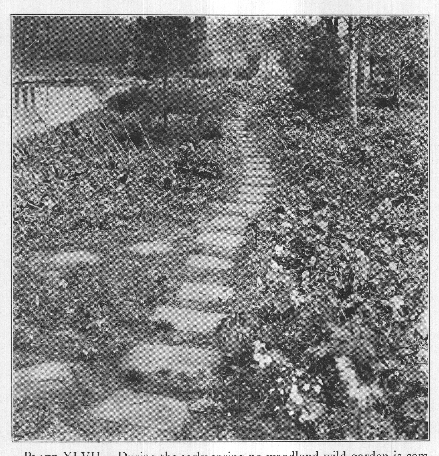 PLATE XLVII. During the early spring no woodland wild garden is com-