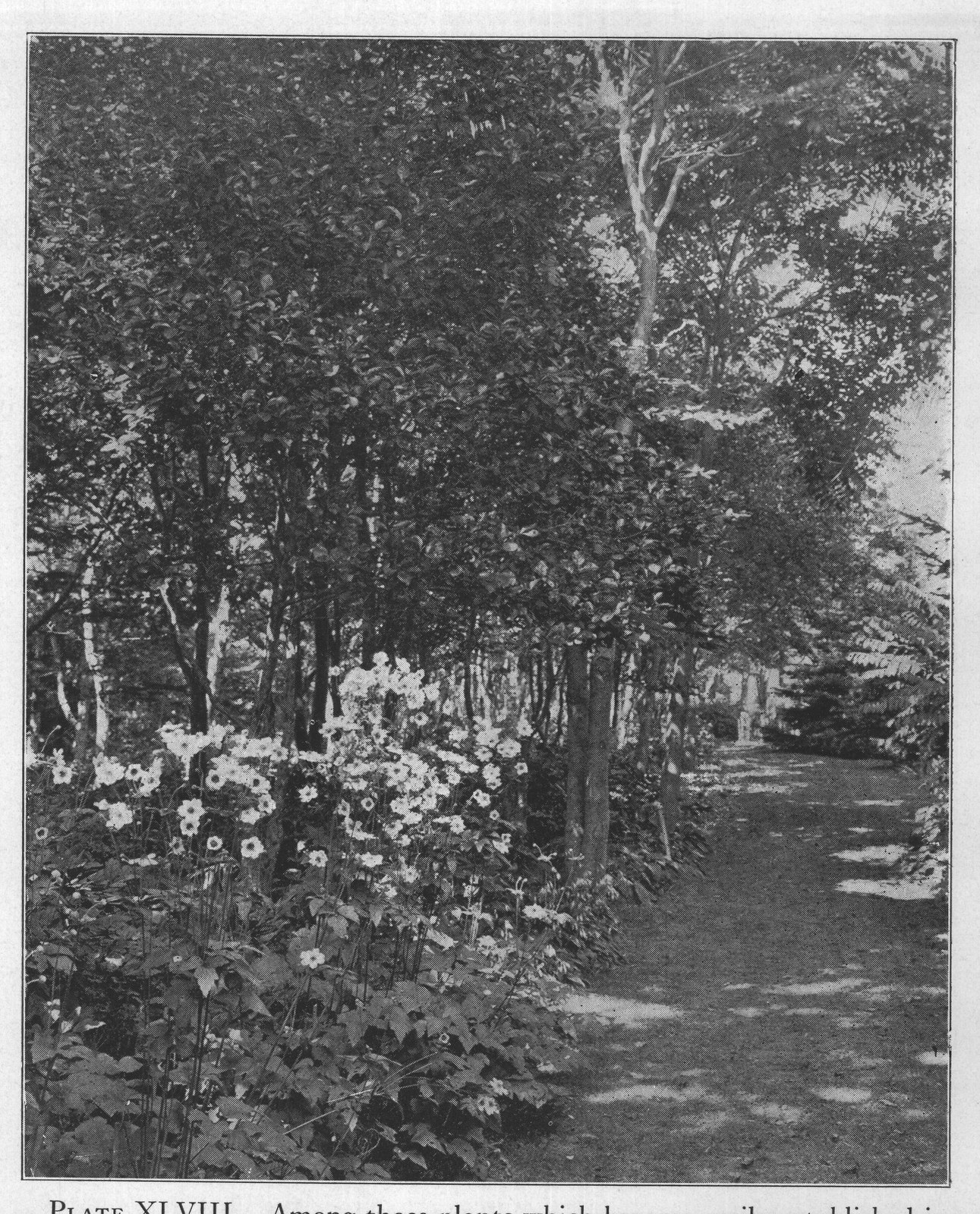 PLATE XLVIII. Among those plants which become easily established in