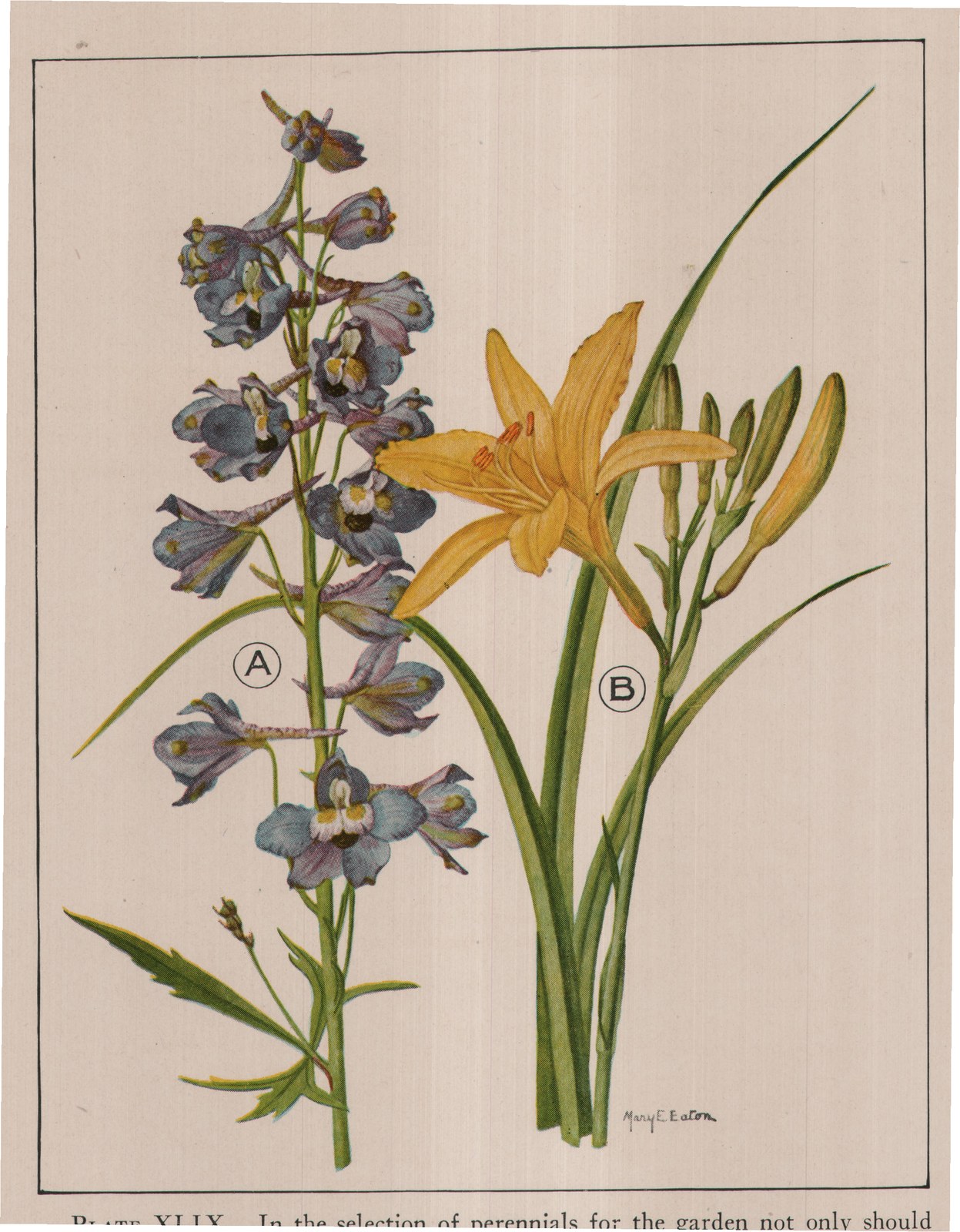 PLATE XLIX. In the selection of perennials for the garden not only should