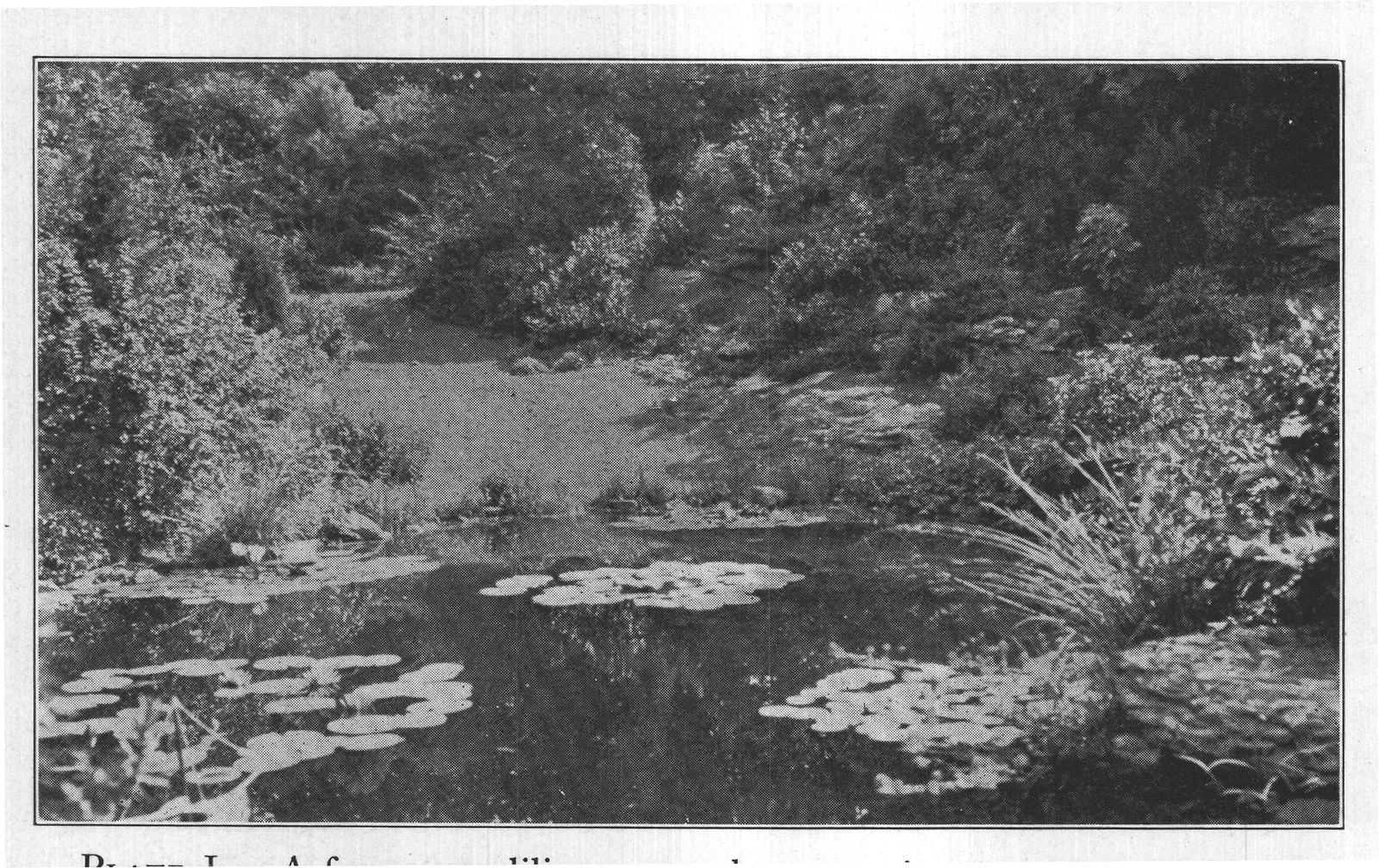 PLATE L. A few water lilies may enhance a picture such as the above,