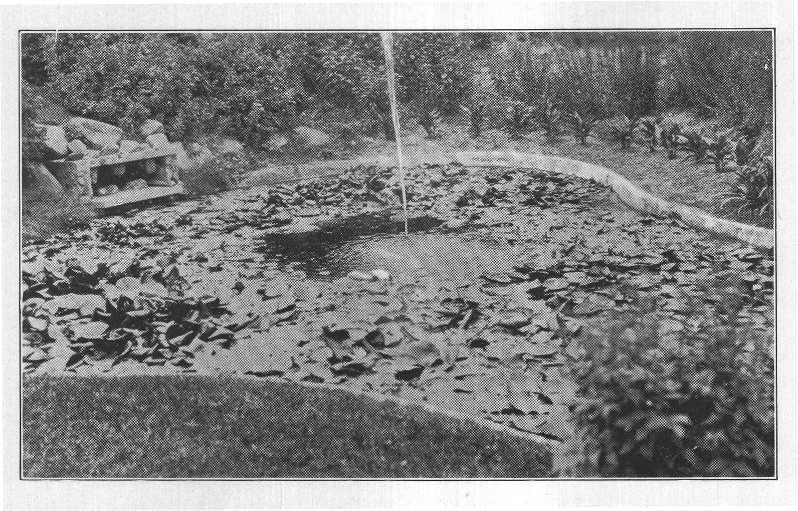 Plants for South Atlantic States — from The Complete Garden (1921)