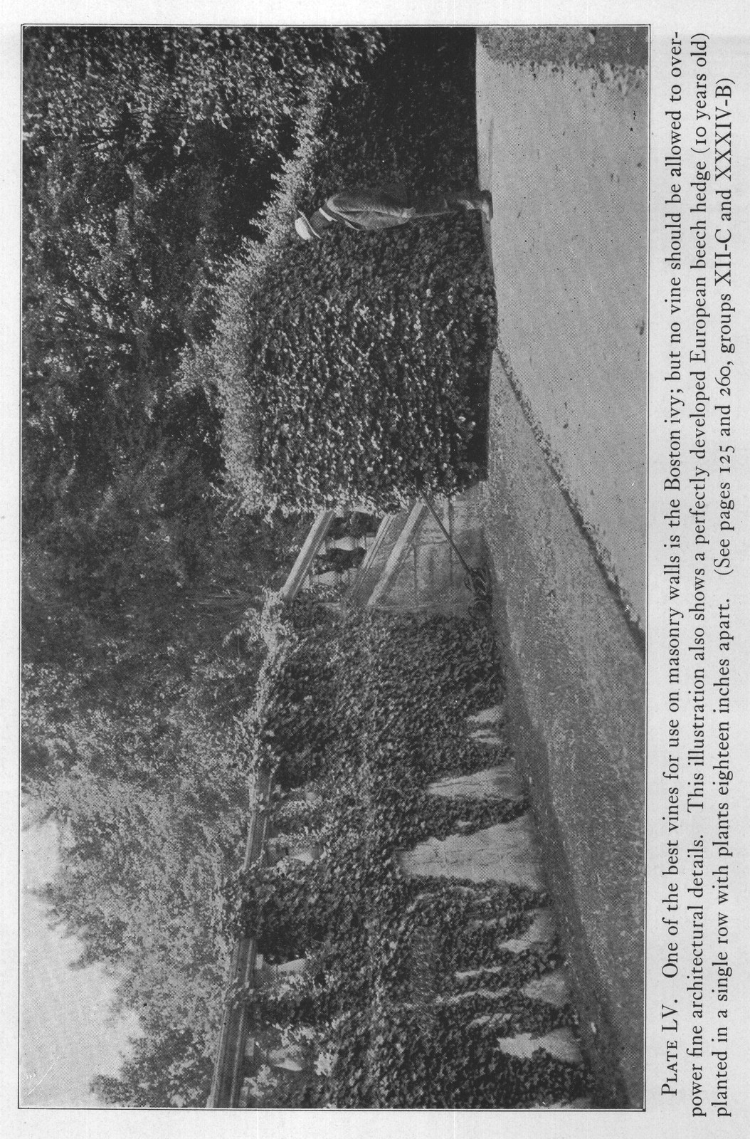 Ton Coastal Plain — from The Complete Garden (1921)