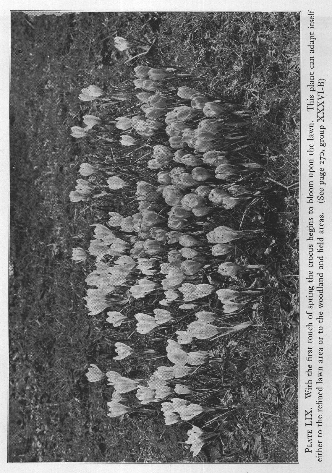 Magazine Reference (DATE Garden Magazine Dec fers) — from The Complete Garden (1921)