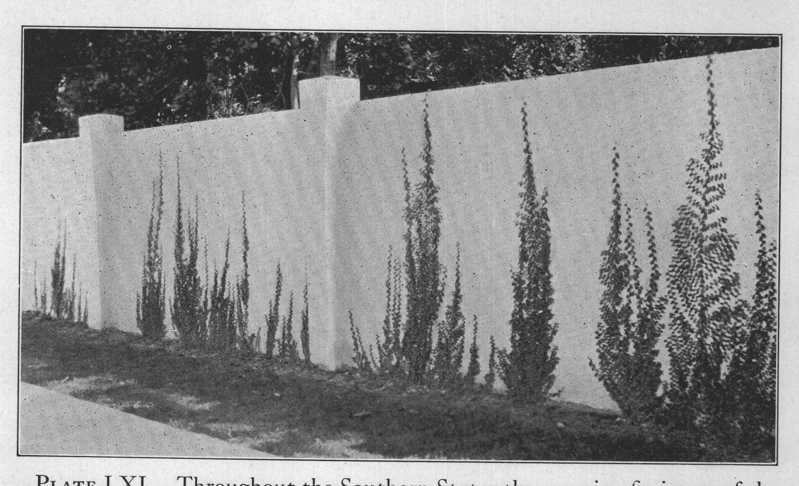 PLATE LXI. Throughout the Southern States the creeping fig is one of the
