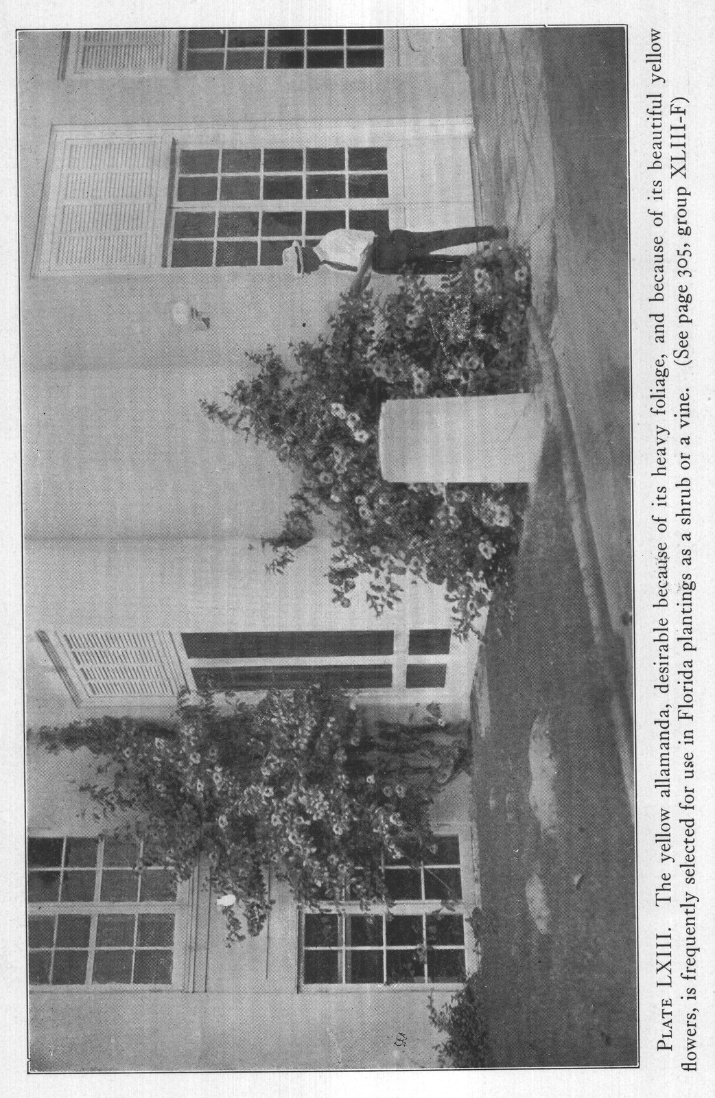 Magazine Reference: Florida — from The Complete Garden (1921)