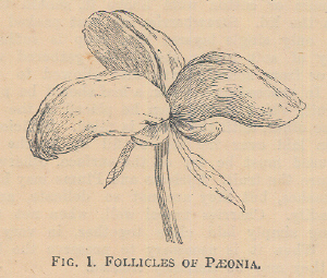 Paeonia