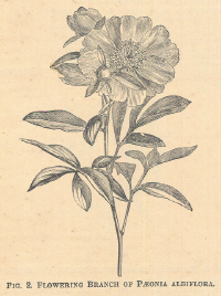 Paeonia