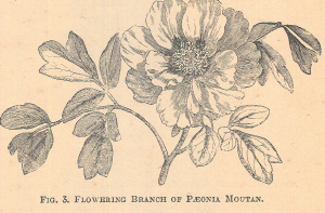 Paeonia