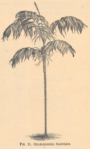 Chamaedorea
