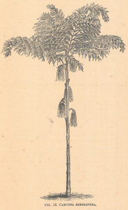 Caryota