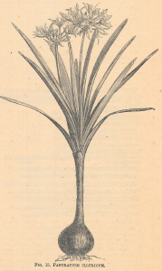 Pancratium