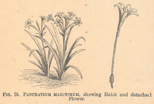 Pancratium
