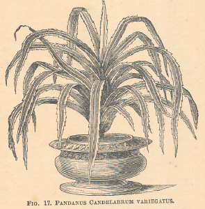Pandanus
