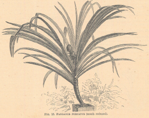 Pandanus