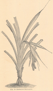 Pandanus