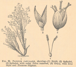 Panicum