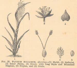 Panicum