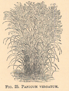 Panicum