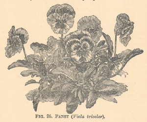 Pansy