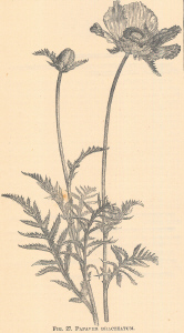 Papaver