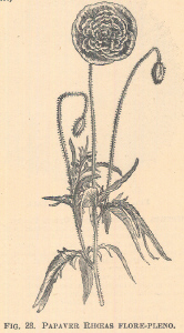 Papaver