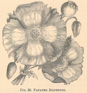Papaver