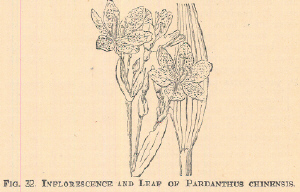 Pardanthus