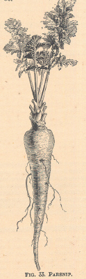 Parsnip