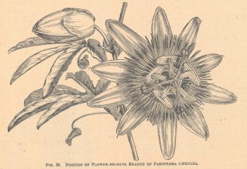 Passiflora