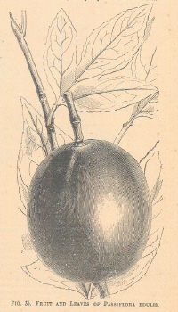 Passiflora