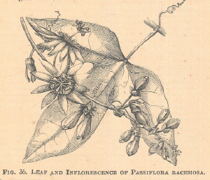 Passiflora