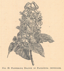 Paulownia