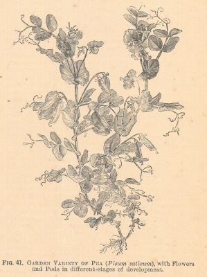 Pavonia — from The Illustrated Dictionary of Gardening (1884)