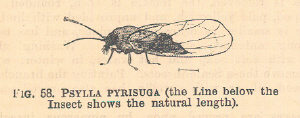 Psylla