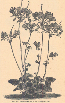 Pelargonium