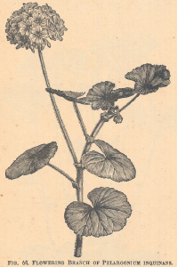 Pelargonium