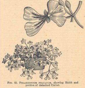 Pelargonium