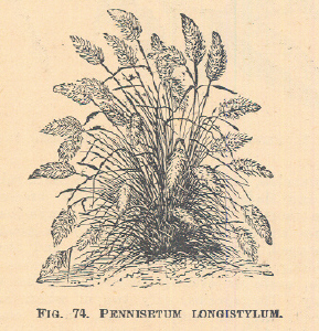 Pennisetum